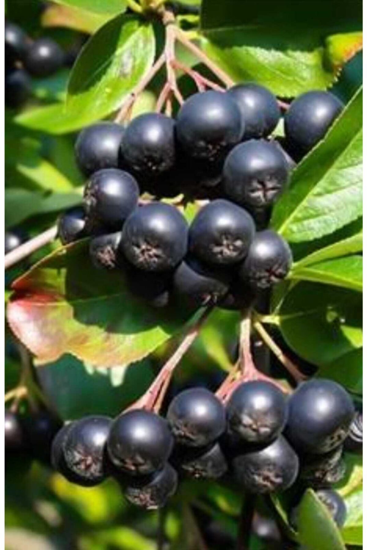 Aronia Fidanı Viyolde 15ile 20 Cm