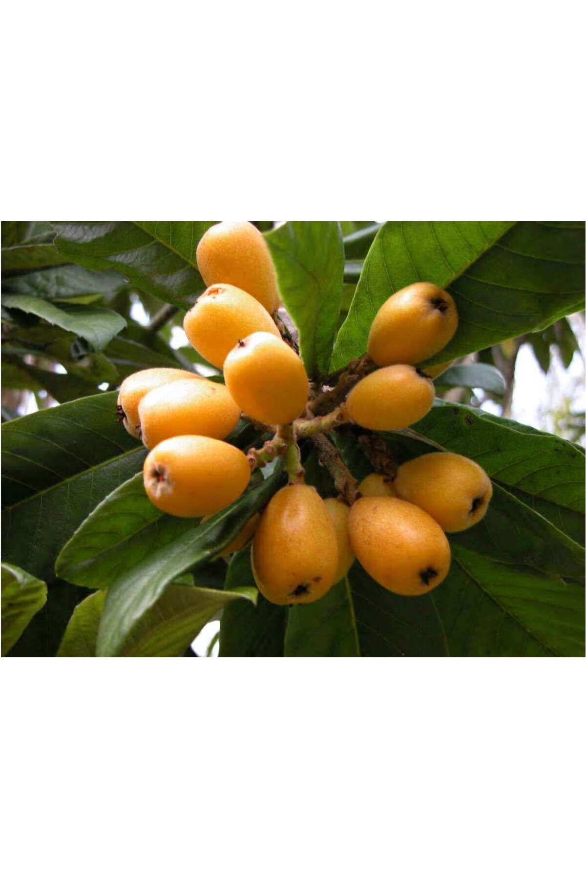 Tüplü Fidan Malta Eriği (yeni Dünya ) Fidanı