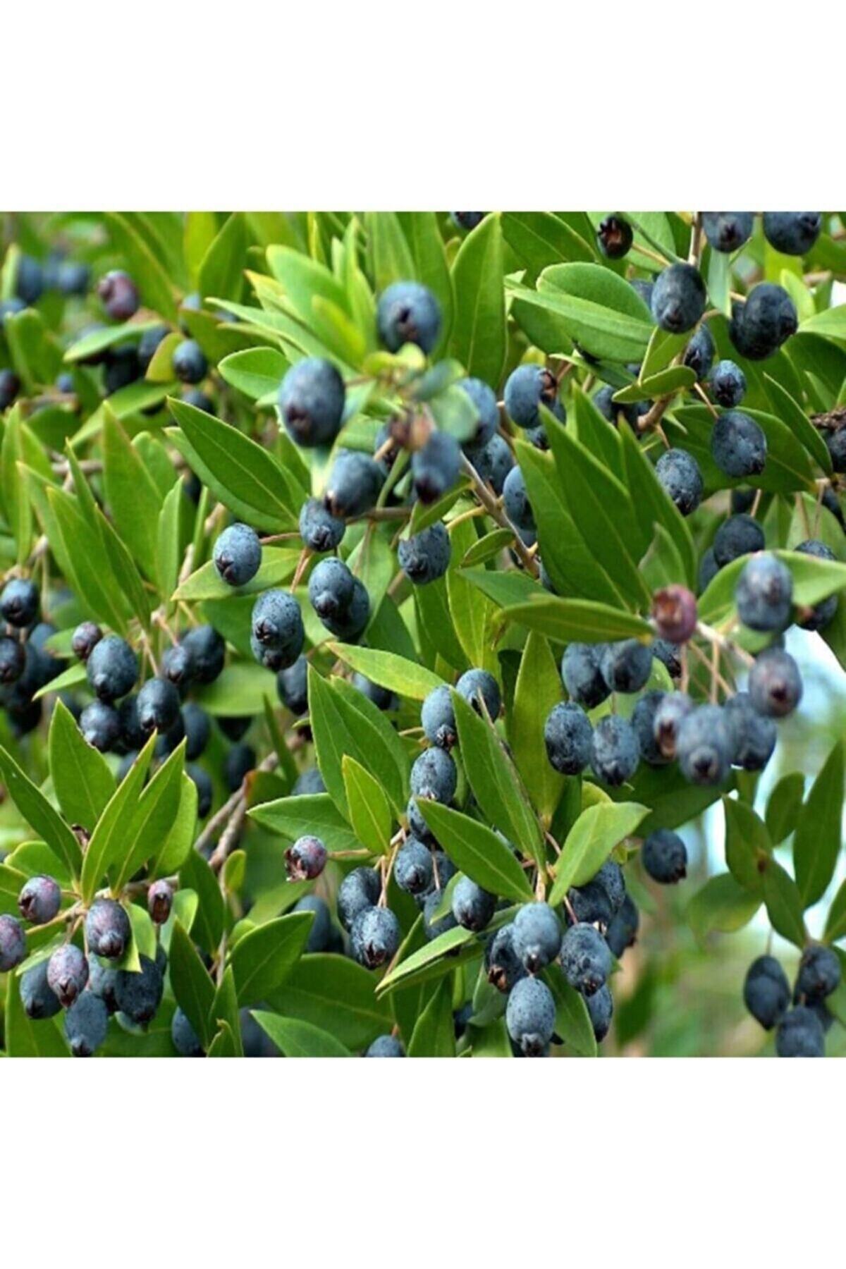 Tüplü Siyah Murt(hambeles) Fidesi 3 Adet