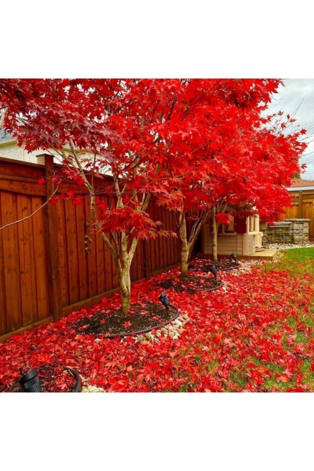 Tüplü Gümüşi Akçaağaç (şeker Akçaağaç) Fidanı