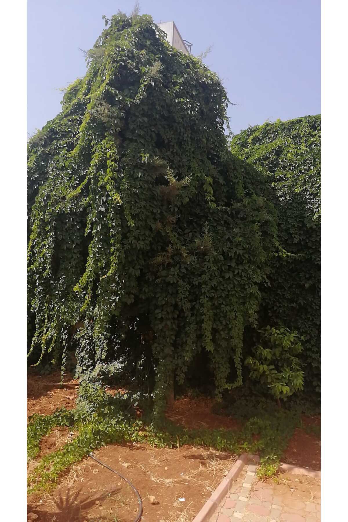 Tüplü Amerikan Sarmaşığı Fidanı