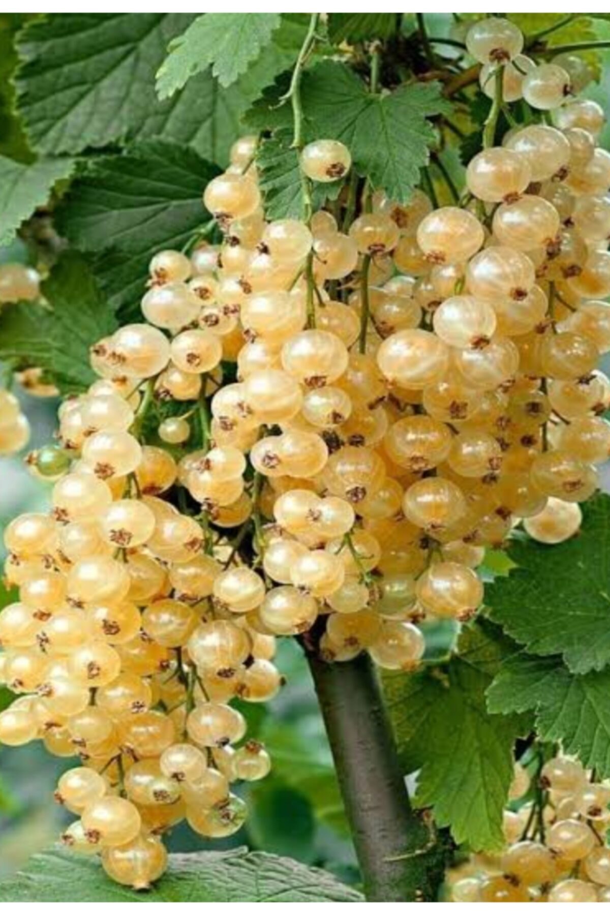 Bektaşi Üzüm Fidanı ( Sarı Renkli)