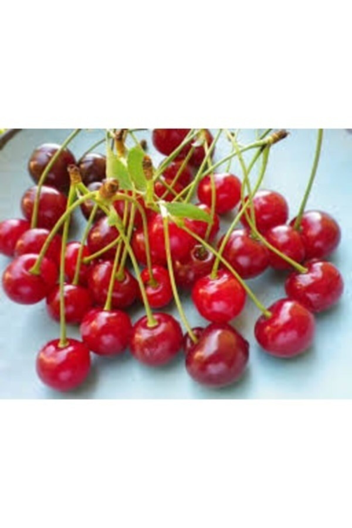 Afyon Vişne Fidanı Aşılı ( 2 Yaş \ Tüplü\ 80-100 Cm )