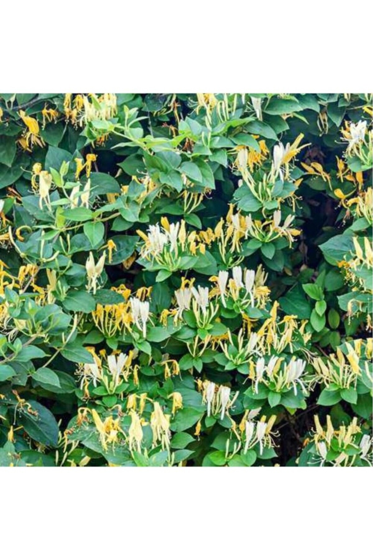 Tüplü Yoğun Kokulu Hanımeli Fidanı