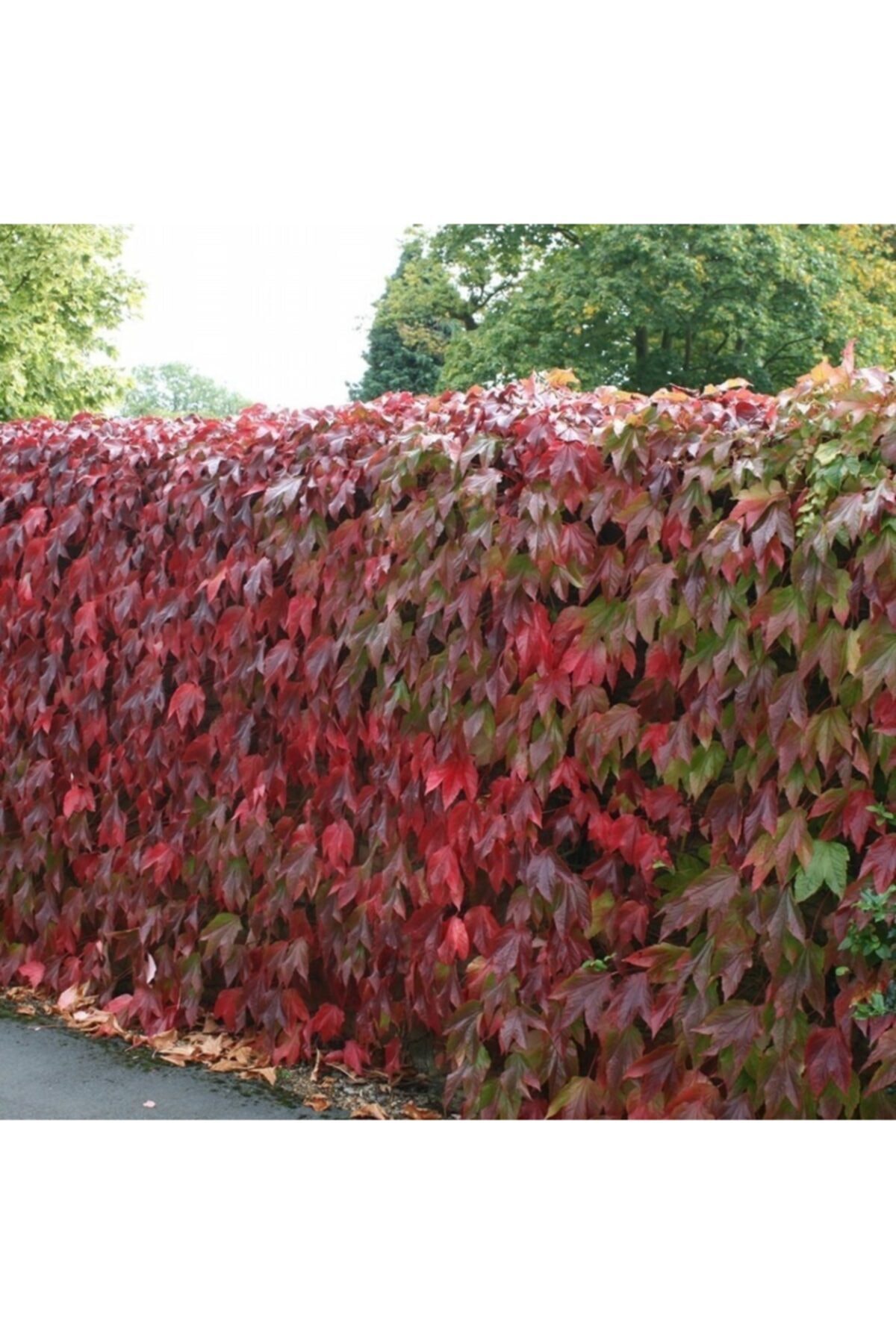 Amerikan Sarmaşığı Fidesi 3 Adet (10-20 Cm)