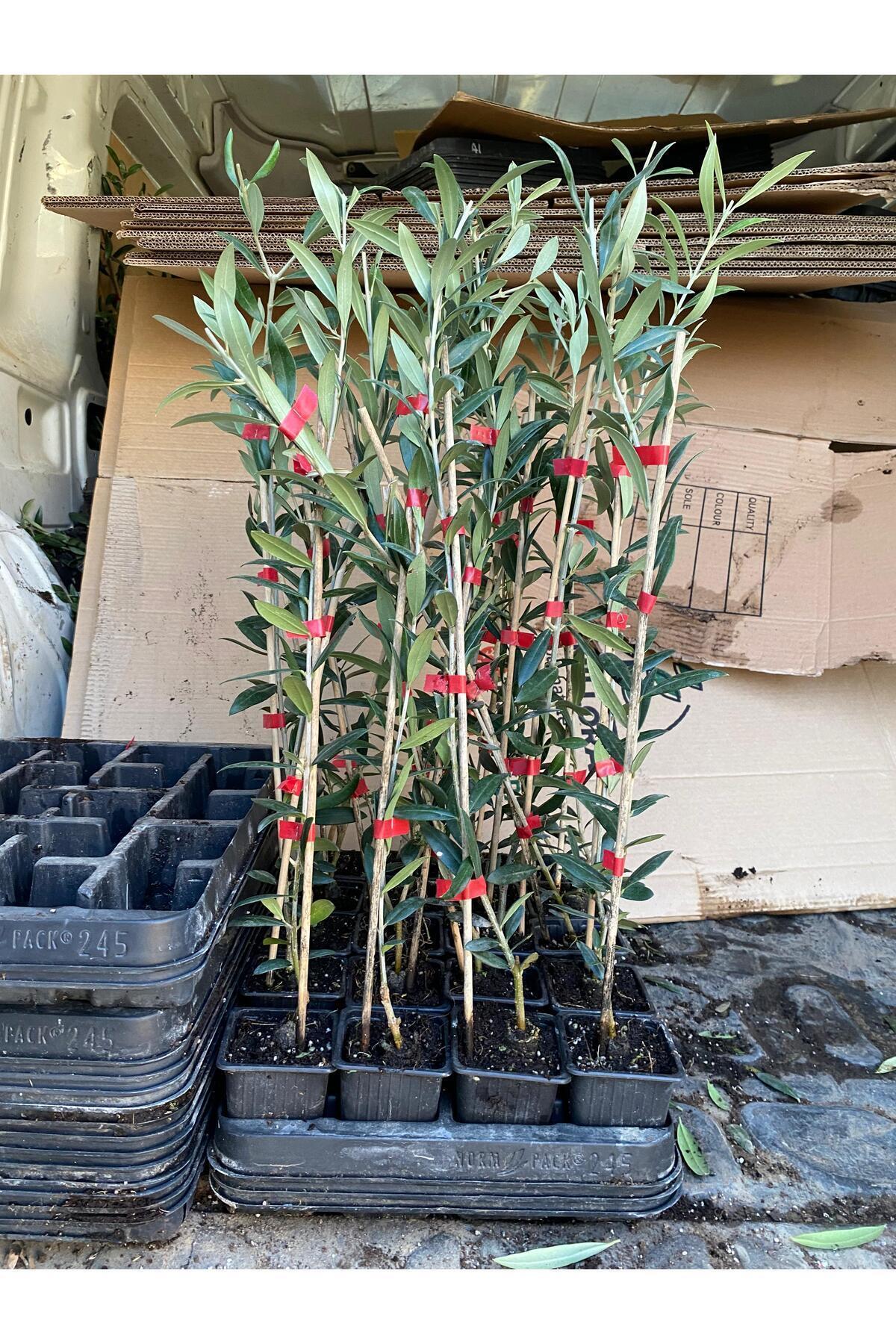 Arbequina Zeytin Fidanı Bol Meyve Veren Cins Arbequine İspanyol Zeytin Fidanı