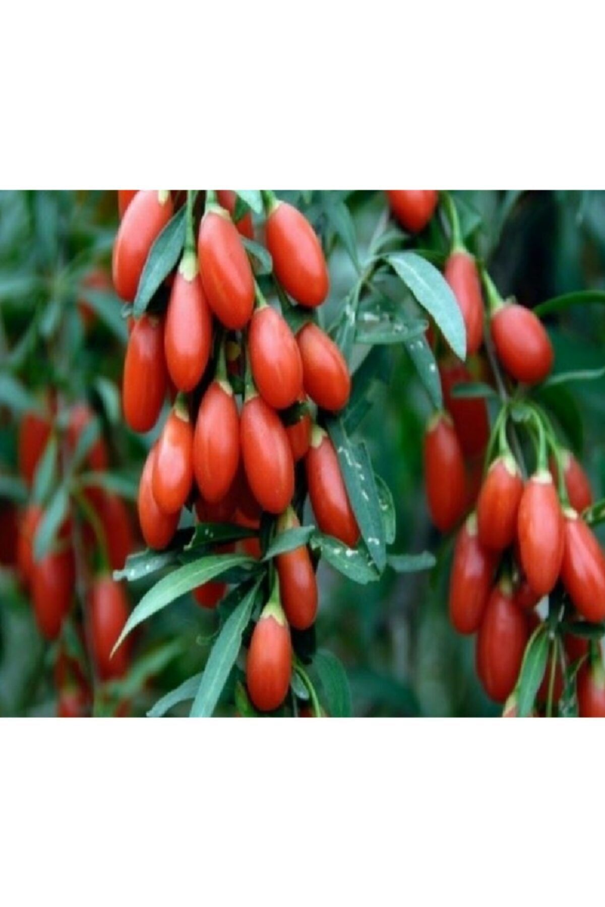 Goji Berry ( Kurt Üzümü ) 2 Yaşında Saksıda