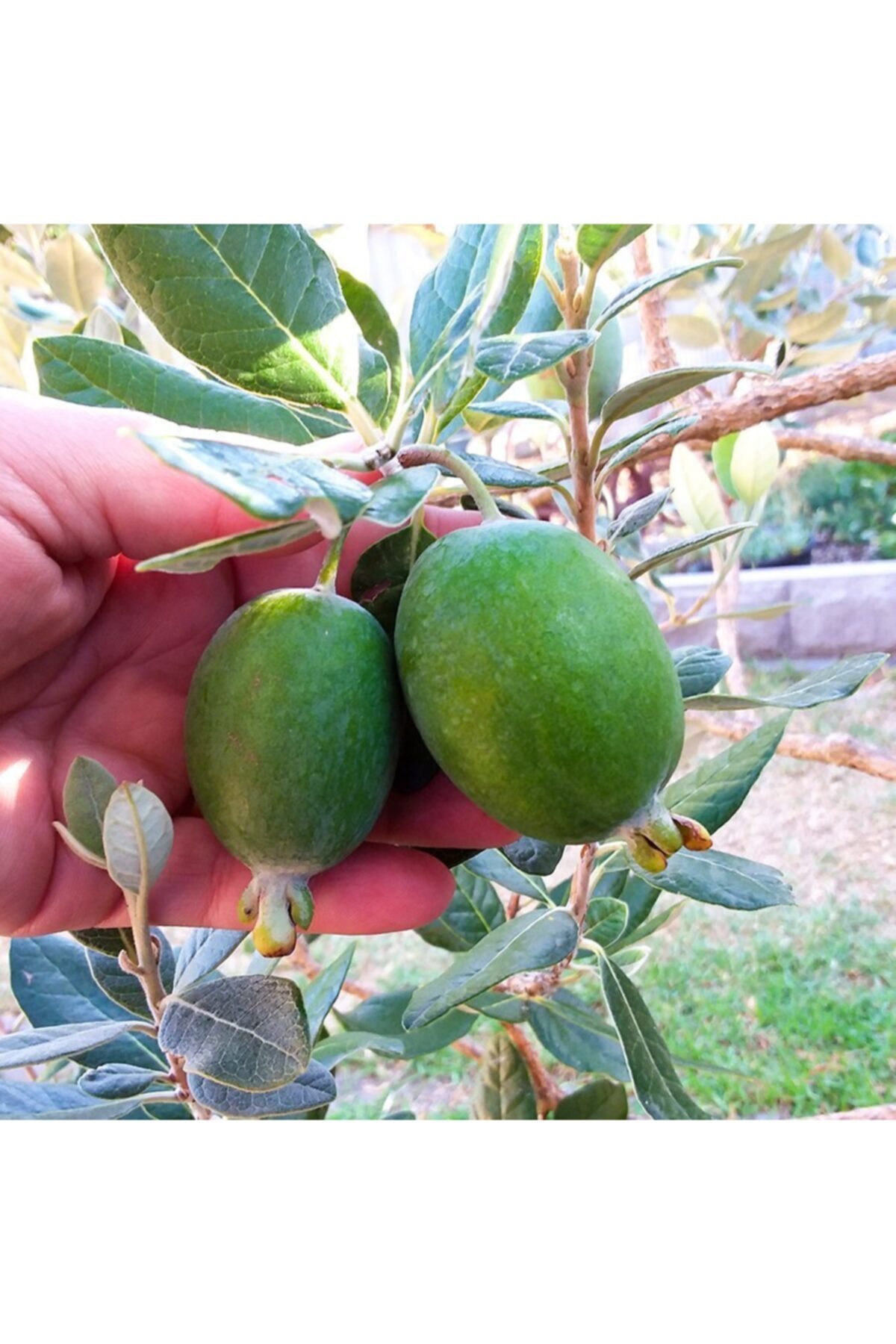 Tüplü Meyve Verme Yaşında Feijoa Kaymak Meyvesi Fidanı