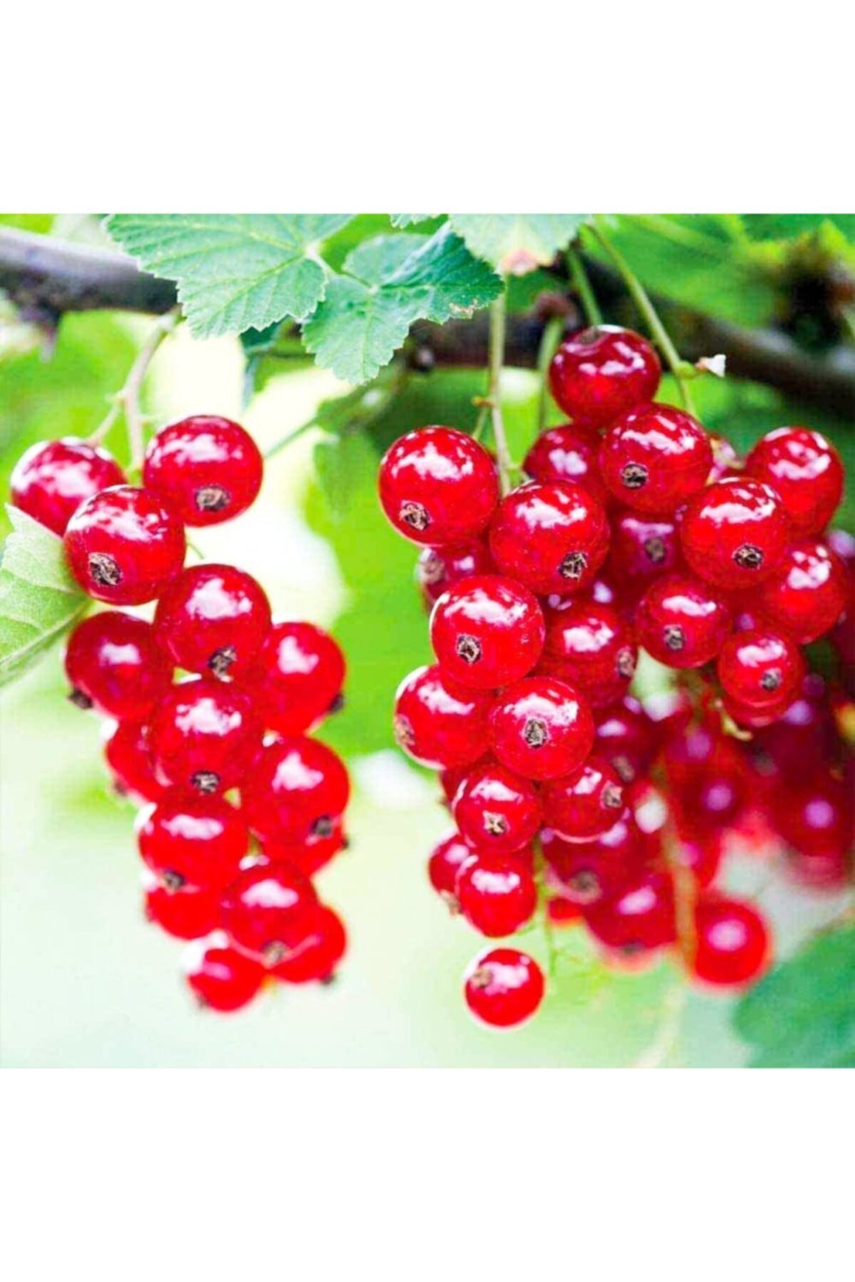 Tüplü Salkım Rovada Frenk Üzümü Fidanı