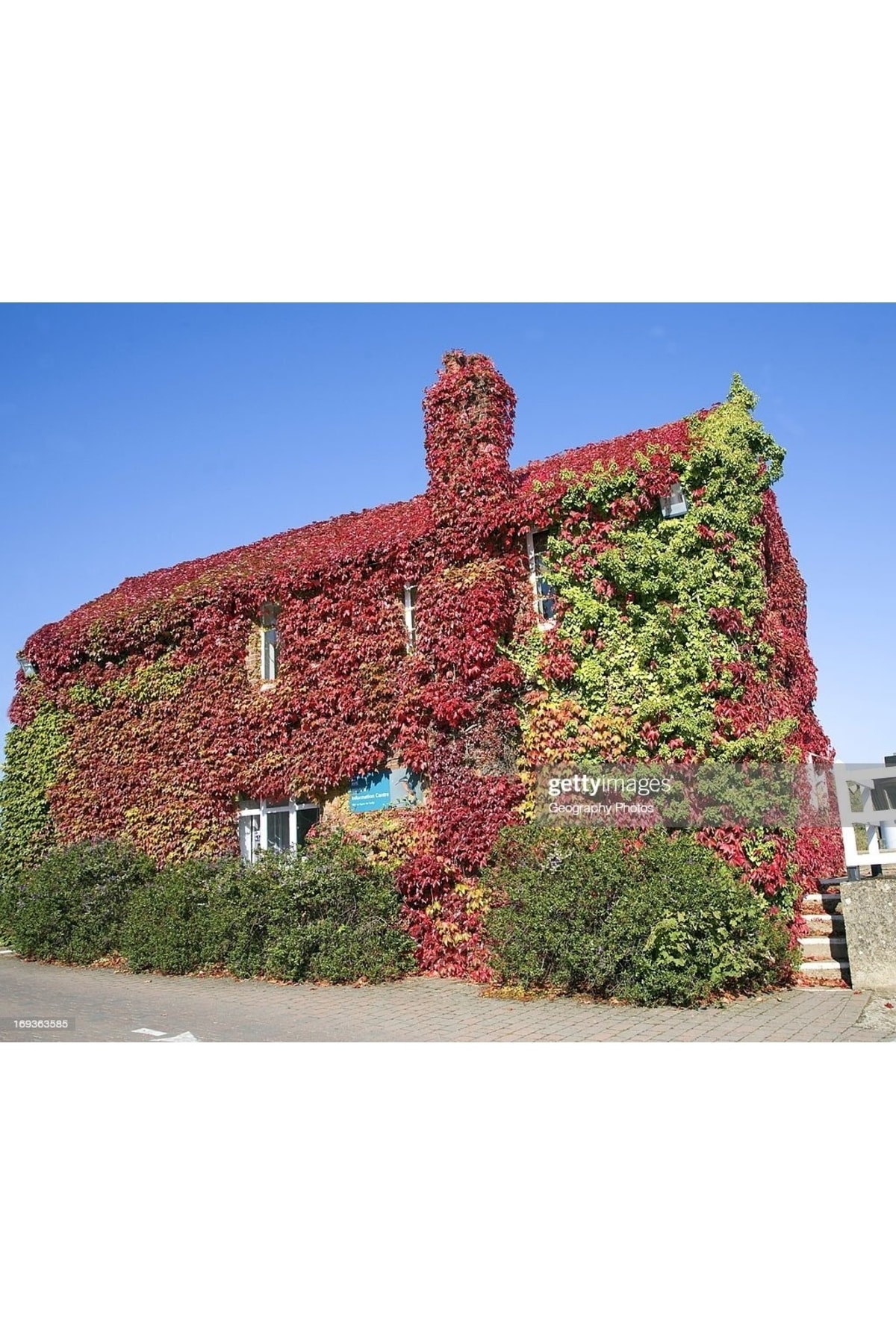 Amerikan Sarmaşığı Fidesi -5 Adet-