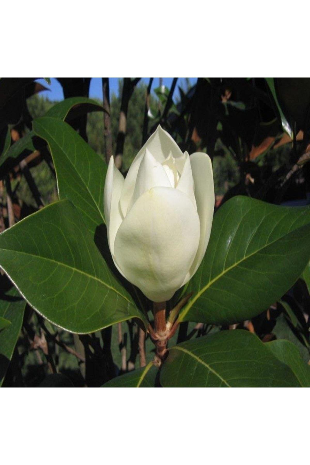 3 Yaş Saksıda Manolya Çiçeği Fidanı Boy 70-90 Cm