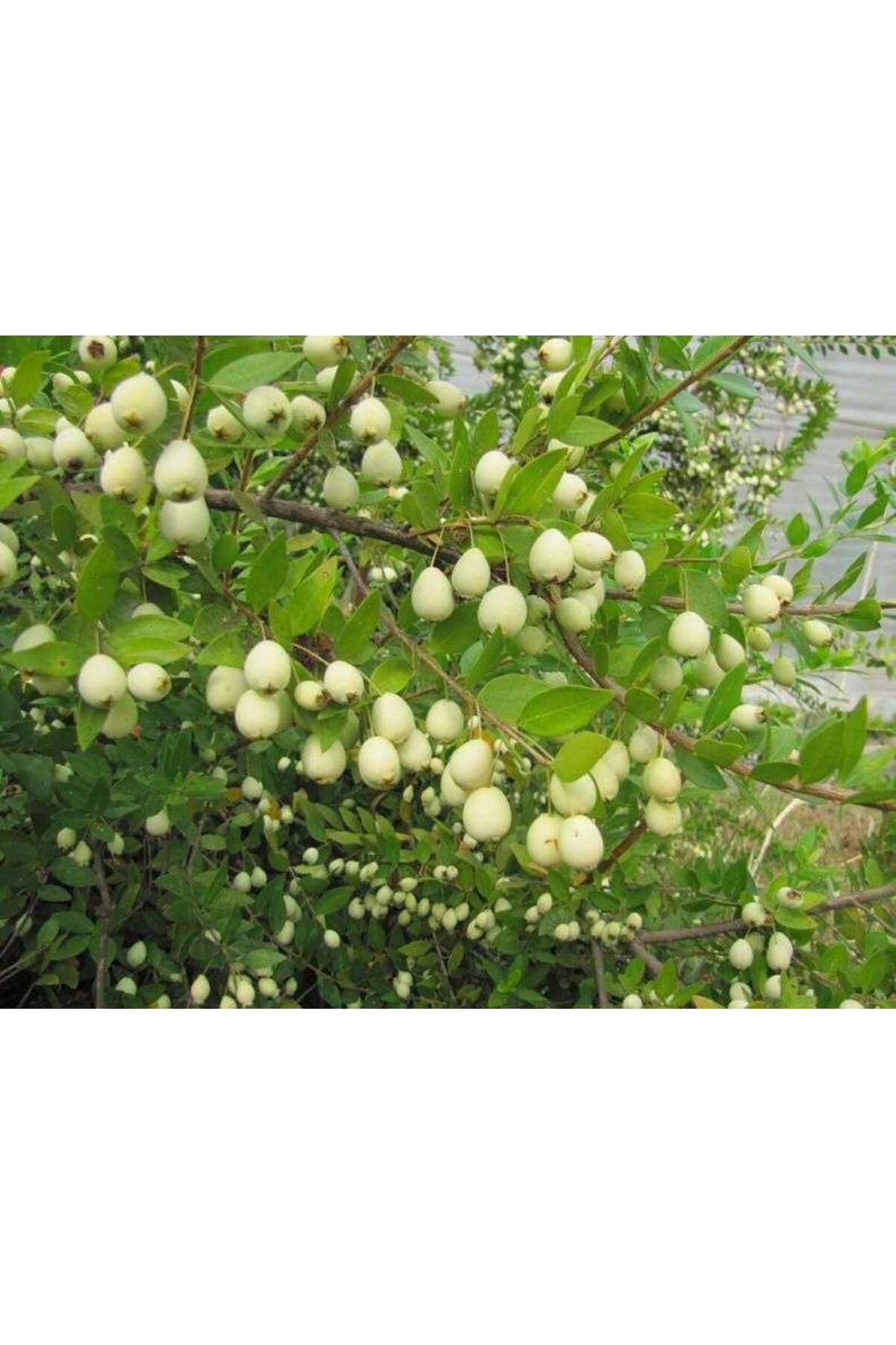 Tüplü Fidan Beyaz Murt (hambeles) Fidanı