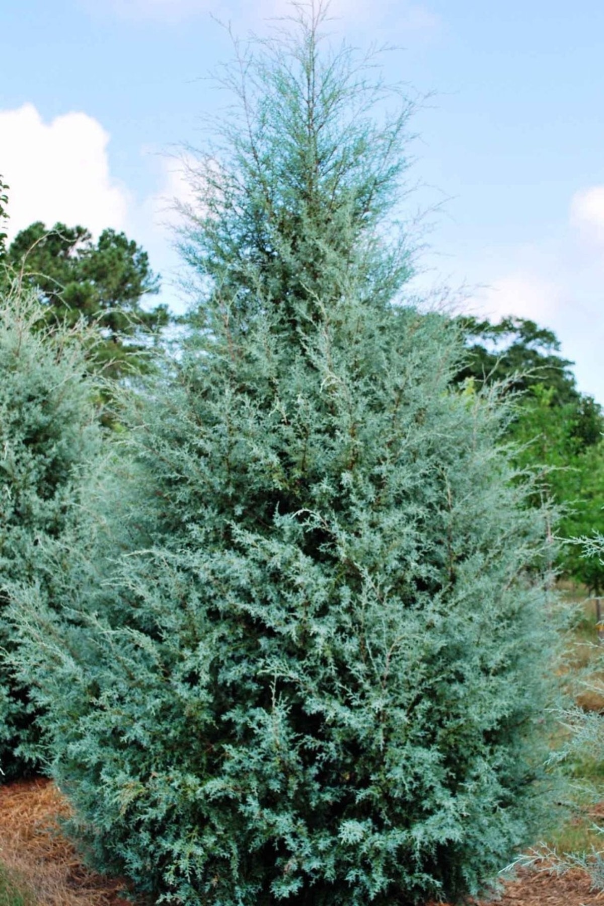 MAVİ SELVİ AĞACI BOY (60-100 CM)