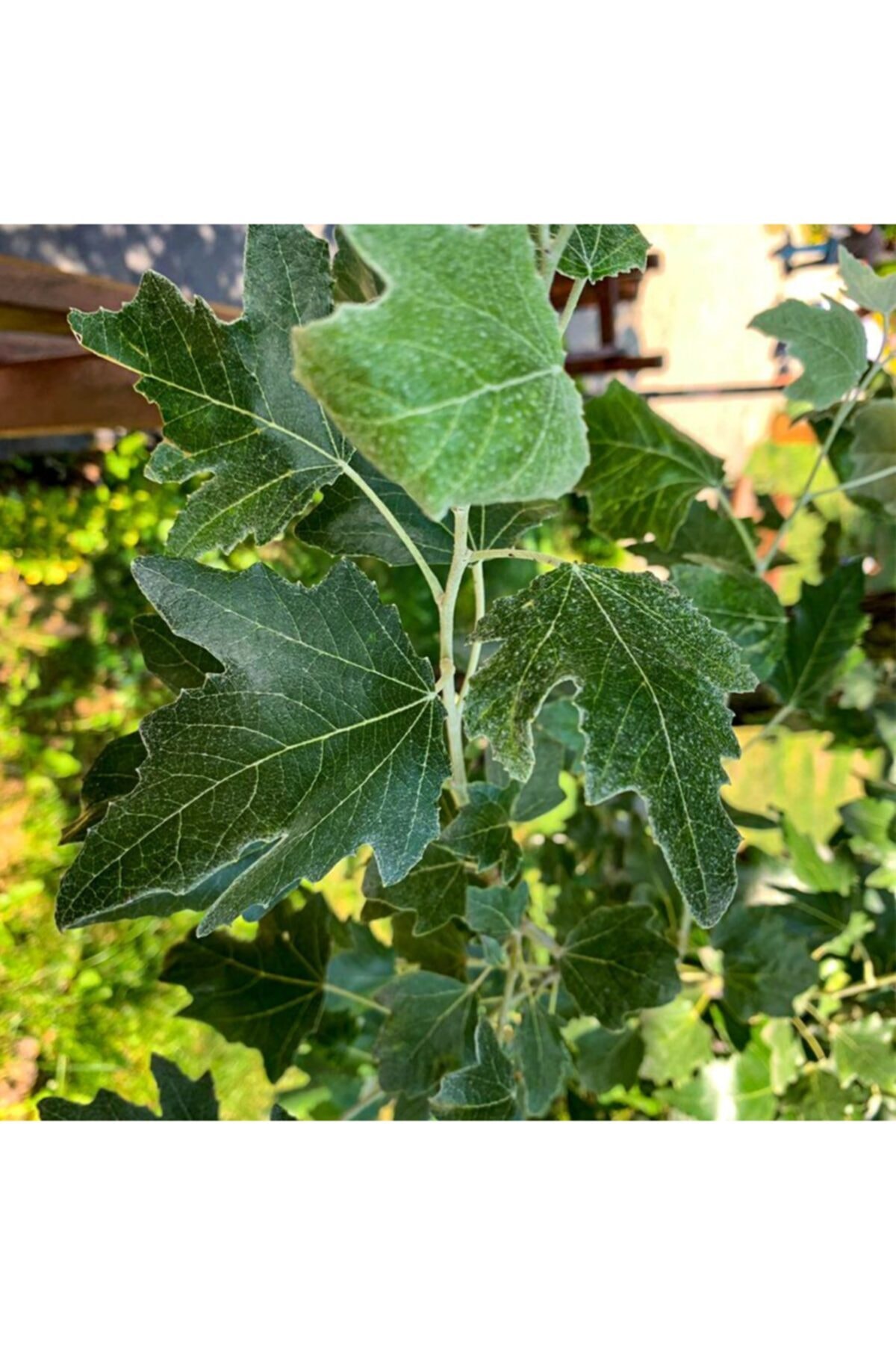 Tüplü Ak Kavak (populus Alba) Fidanı