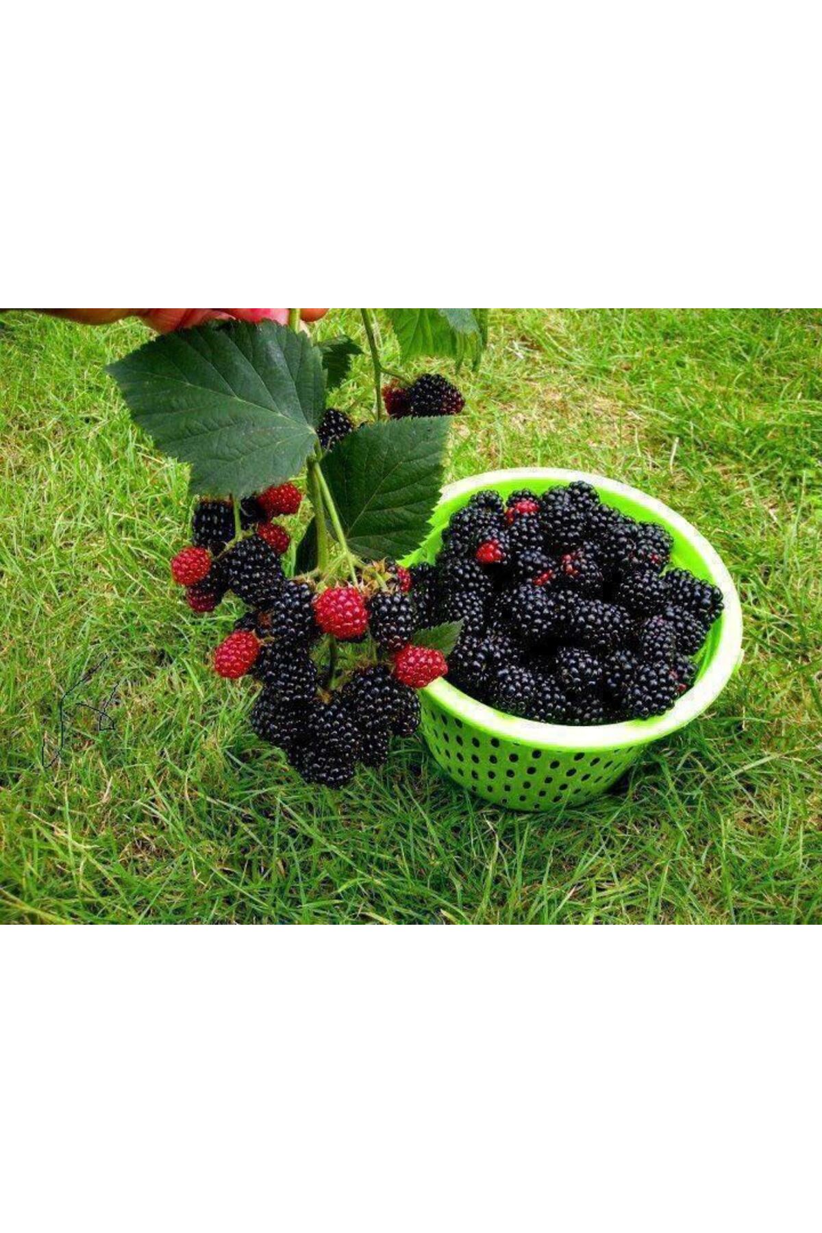 Tüplü Fidan Dikensiz Jumbo Böğürtlen Fidanı