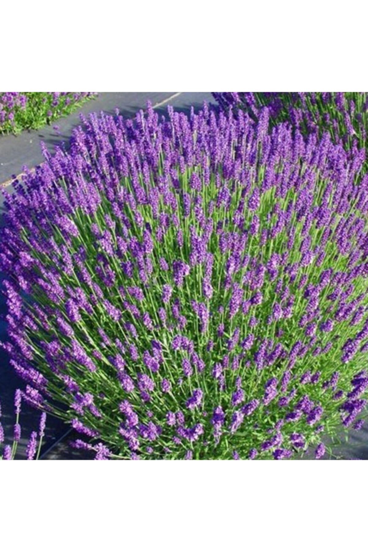 Yoğun Kokulu Gerçek Lavanta Fidesi (lavandula Angustifolia) -2 Adet