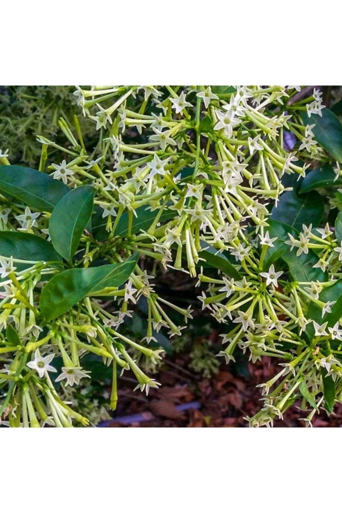 Saksıda Yoğun Kokulu Akşam Sefası (MELİSA) Fidanı