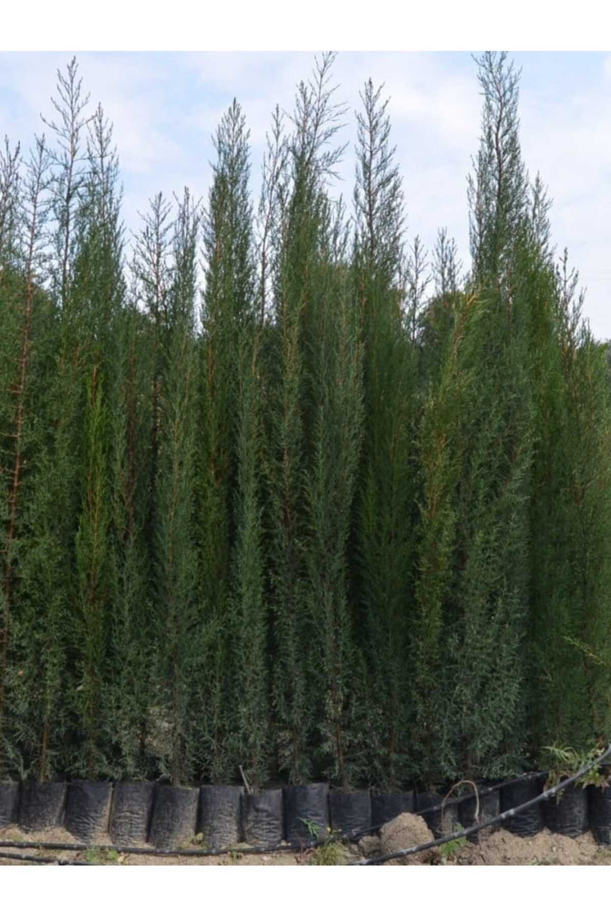 4 Adet Tüplü Kara Servi Boy 90-120cm