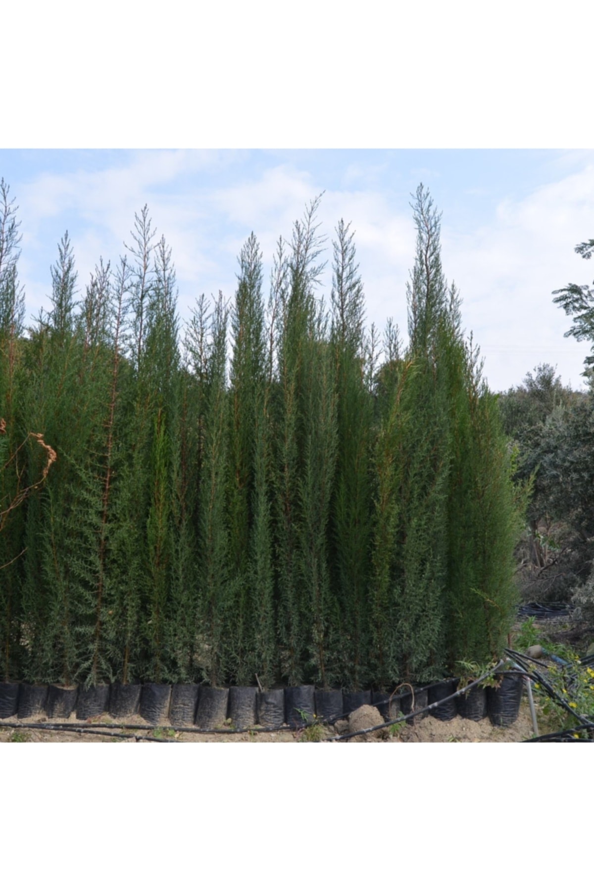 Tüplü Kara Selvi Fidanı 80-110 cm