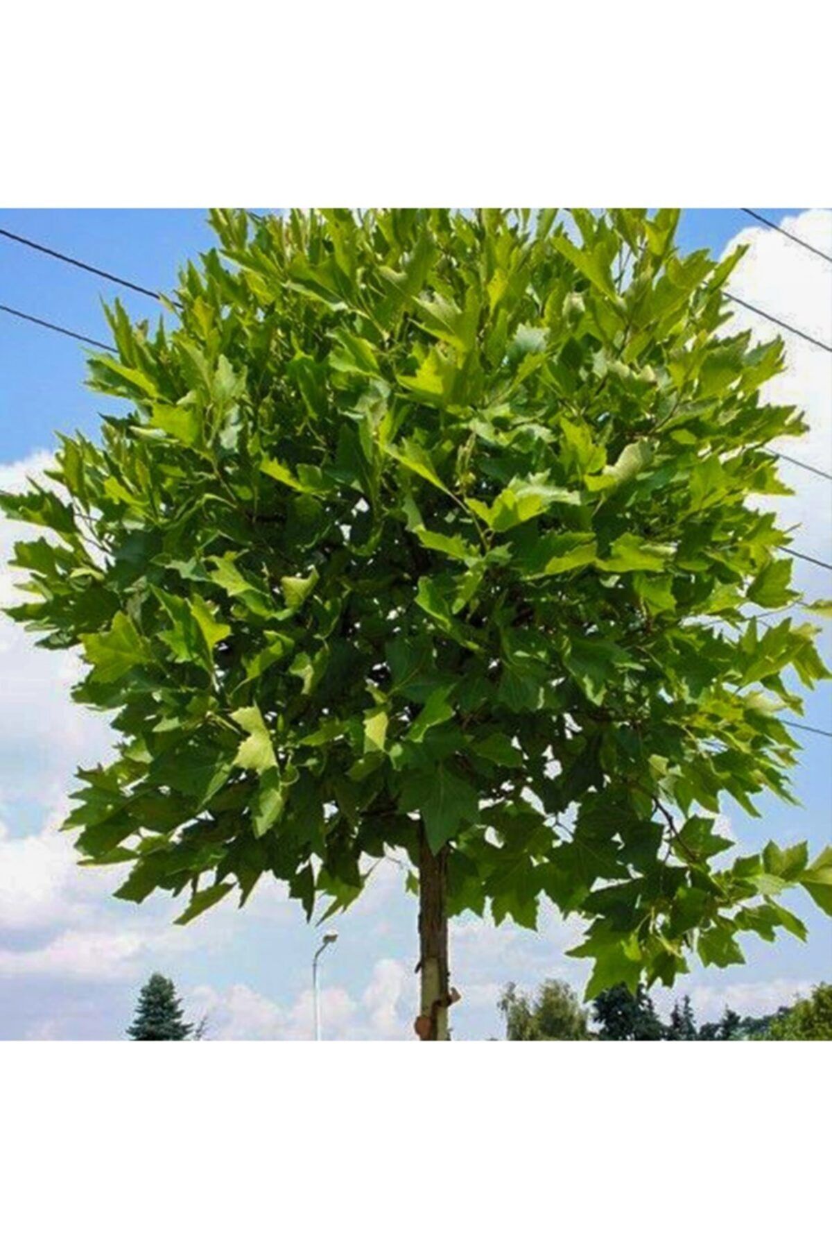 Tüplü Dayanıklı Çınar Ağacı Fidanı (80-100 Cm)