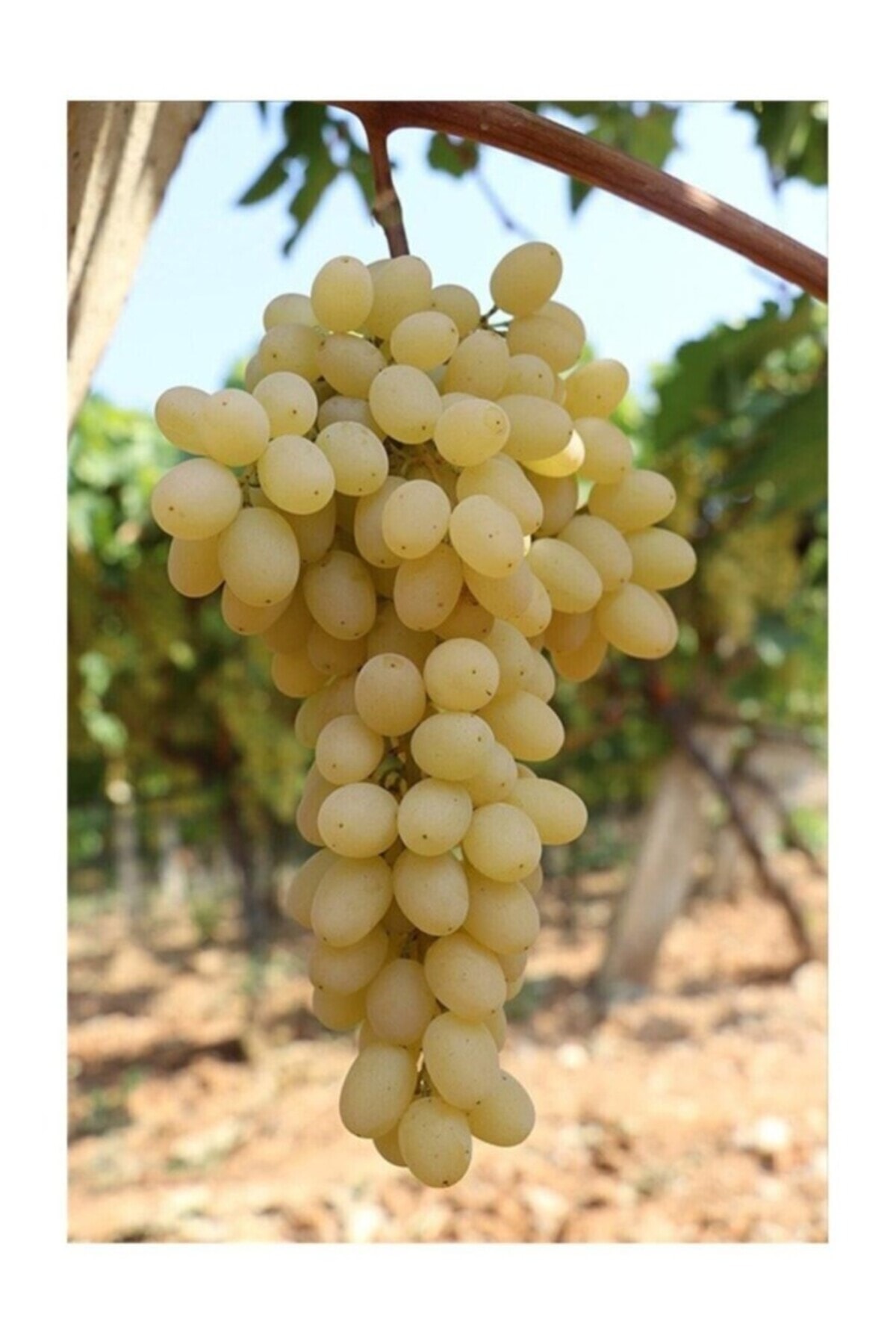 Sultaniye Üzüm Fidanı Çekirdeksiz 10-20 cm