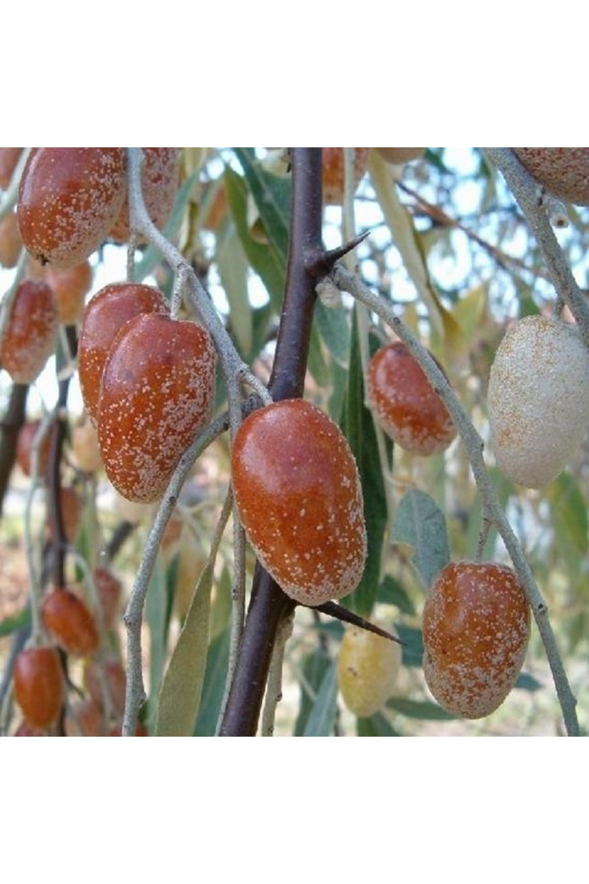 Anadolu Iğde Fidanı Aşılı (2 Yaş  Açıkköklü  70-100 cm