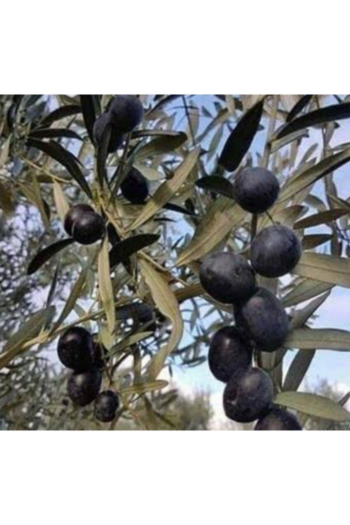 10 Adet Gemlik Zeytin Fidanı