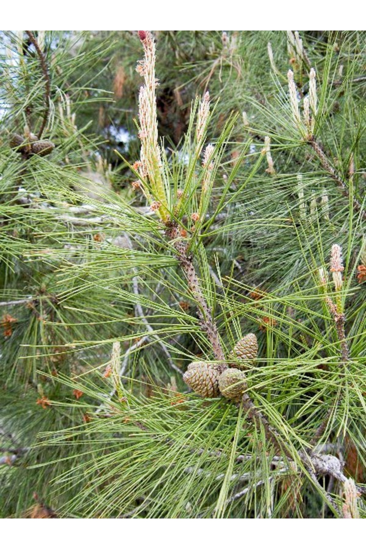 Tüplü Kızıl Çam Fidanı