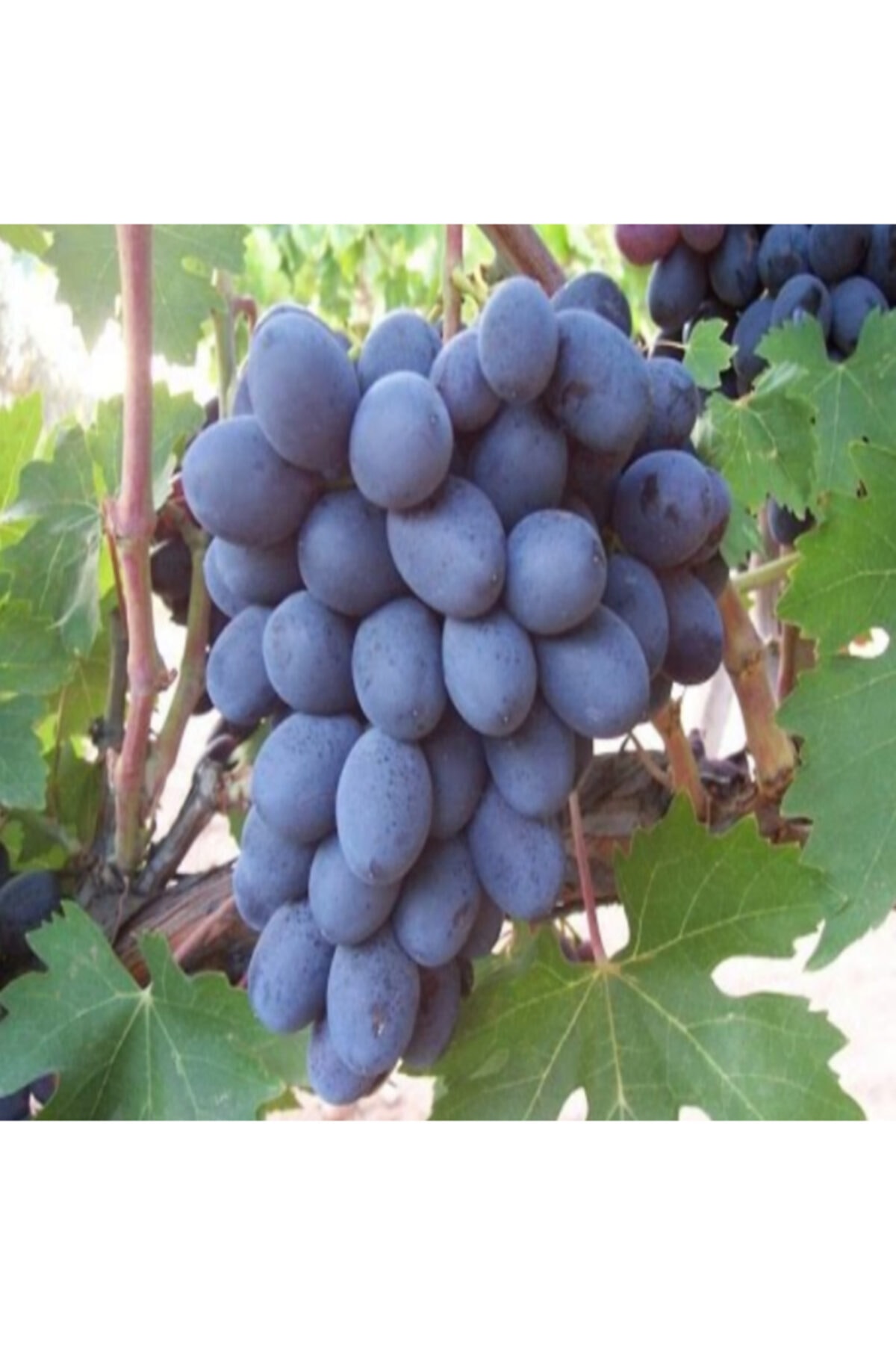 TÜPLÜ ANTEP KARASI ÜZÜM FİDANI (ASMA- BAĞ) 2 YAŞ