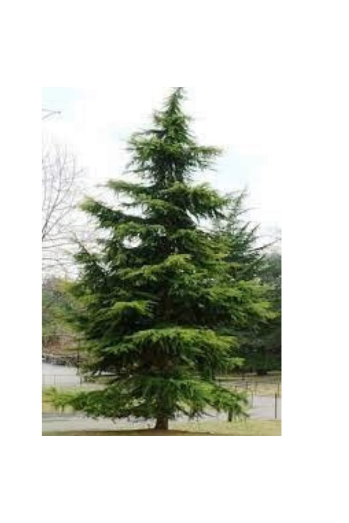 Sedir Çamı Fidanı