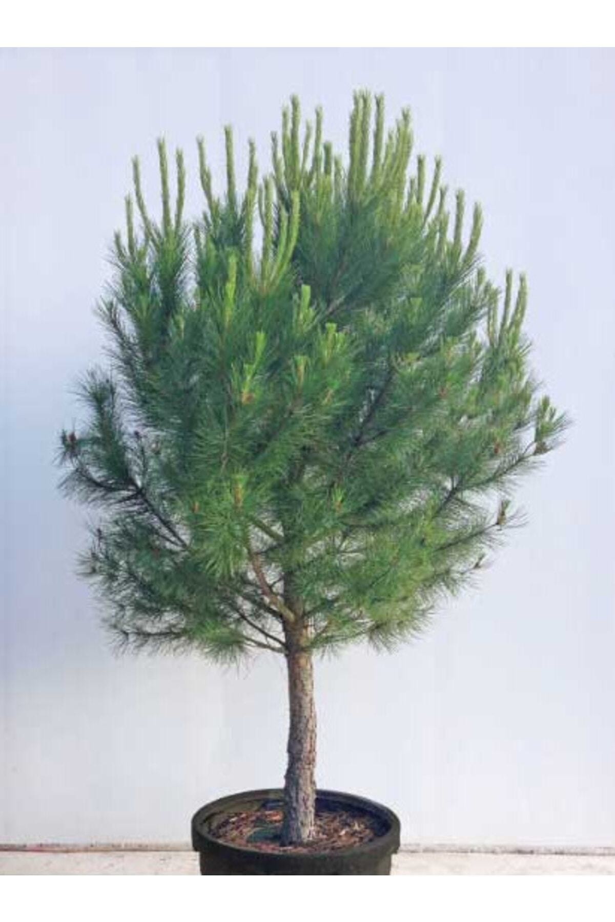 Tüplü Fıstık Çam Fidanı Yaş 3 Boy 100-120cm