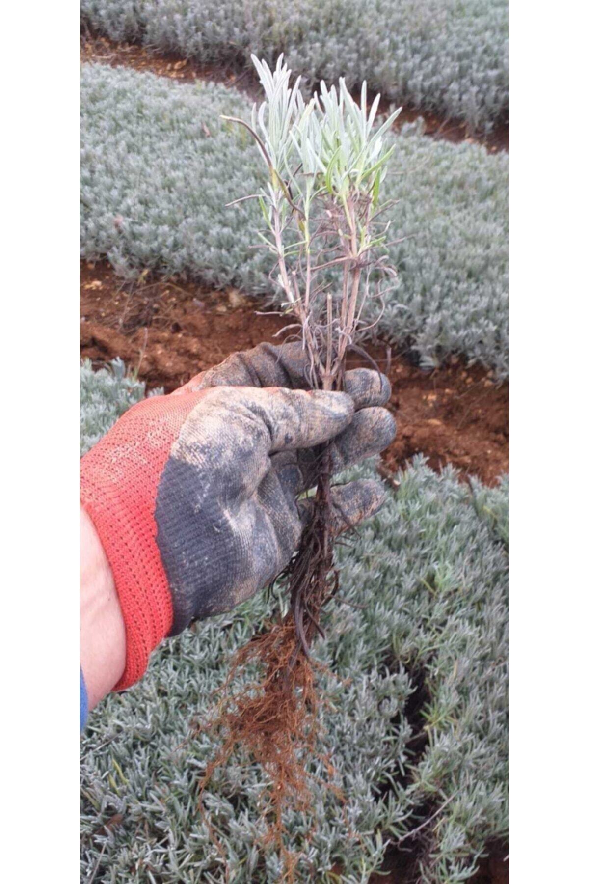 1 Adet Açık Köklü Intermedia Lavanta Fidesi Fidanı