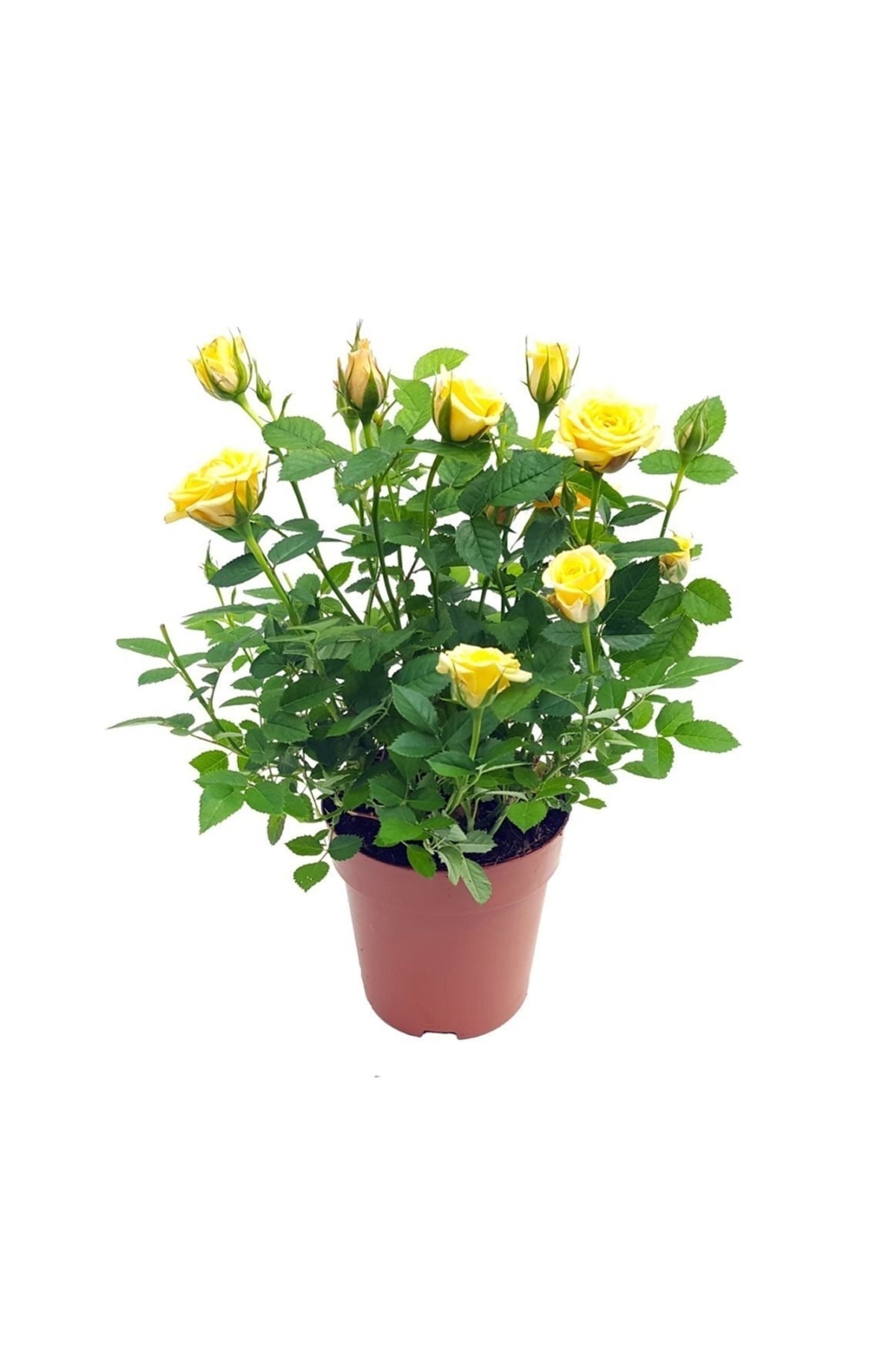 Tüplü Yediveren Sarı Çıtır Minyatür Gül Fidanı ( 1 Yaş - Boy 30 Cm )