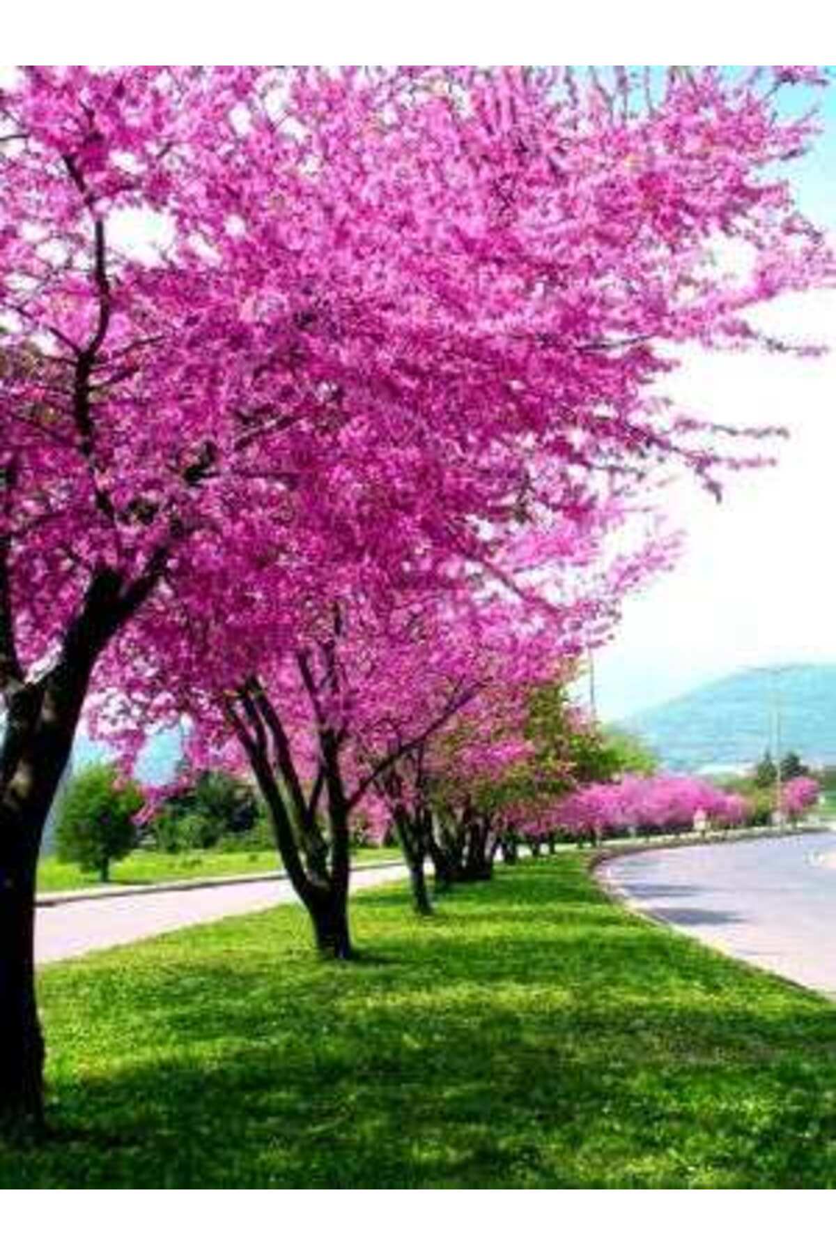 2 Adet Tüplü Erguvan Fidanı (30-60 CM)