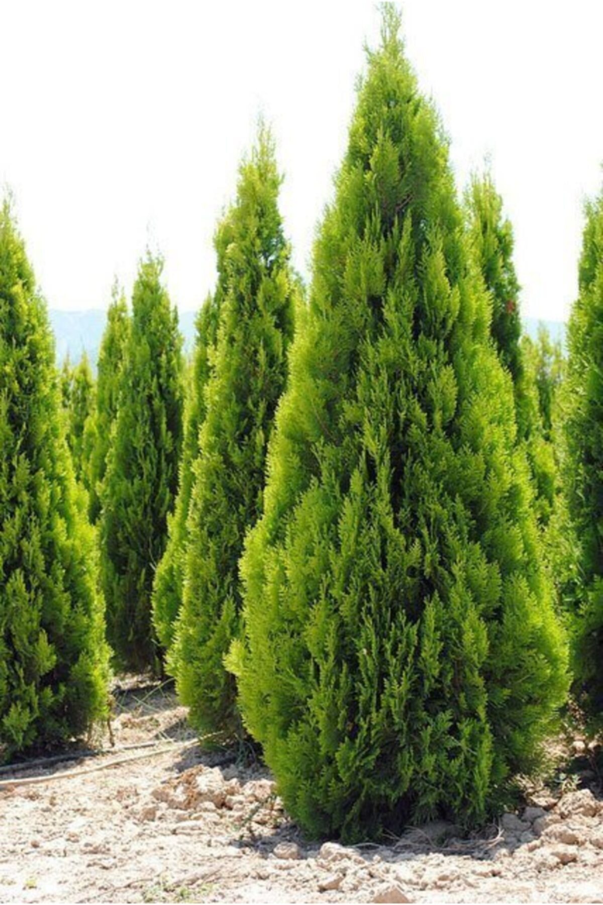 Tüplü Altuni Piramit Mazı Fidanı( 2 Yaşında Boyu 60-90 Cm)( 12 Lik Tüplerde)