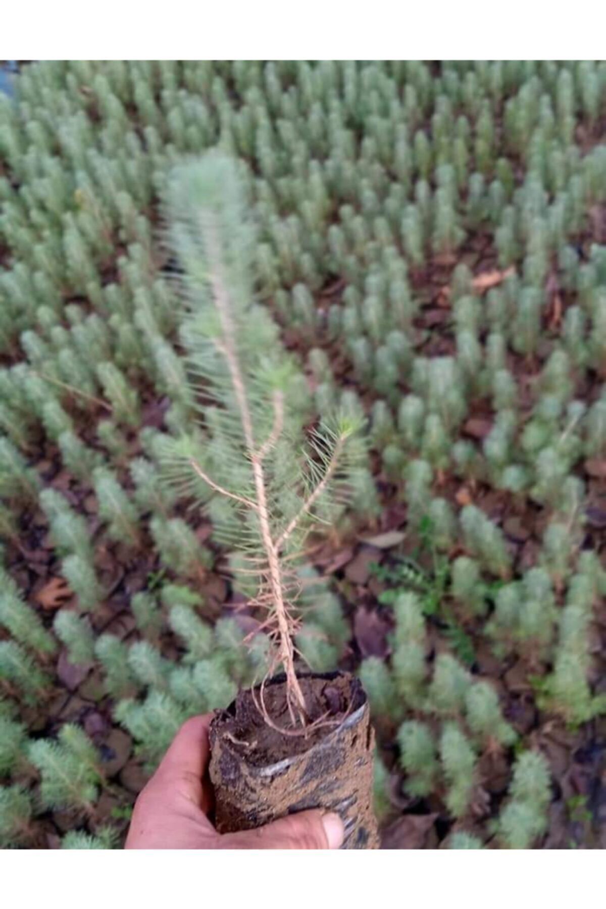 2 Adet Tüplü Fıstık Çam Ağacı Fidanı 30_40 Cm