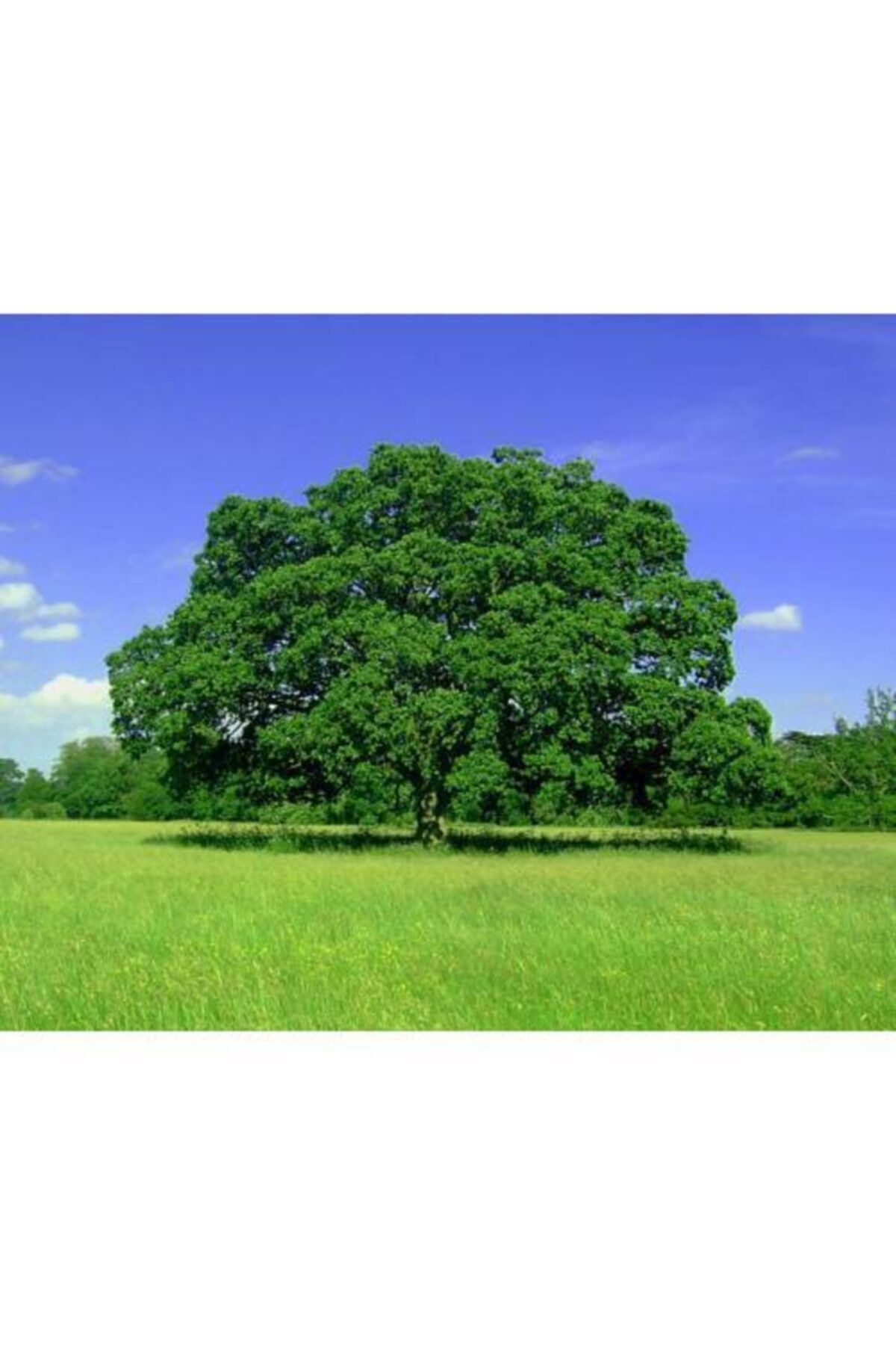 Çınar Fidanı ( 2 Yaş \ 100-120 Cm ) Tüplü