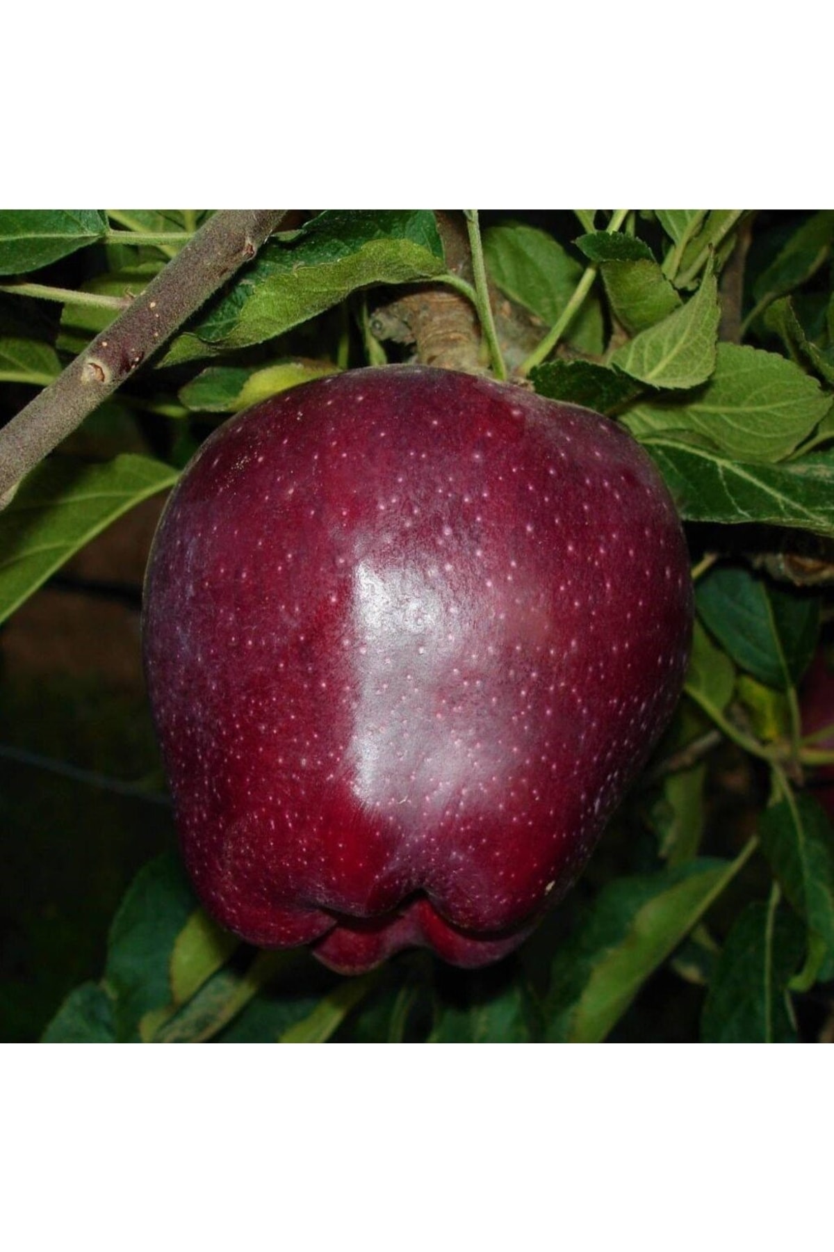 Arapkızı Elma Fidanı Aşılı ( 2 Yaş \ Tüplü \ 80-100 Cm )