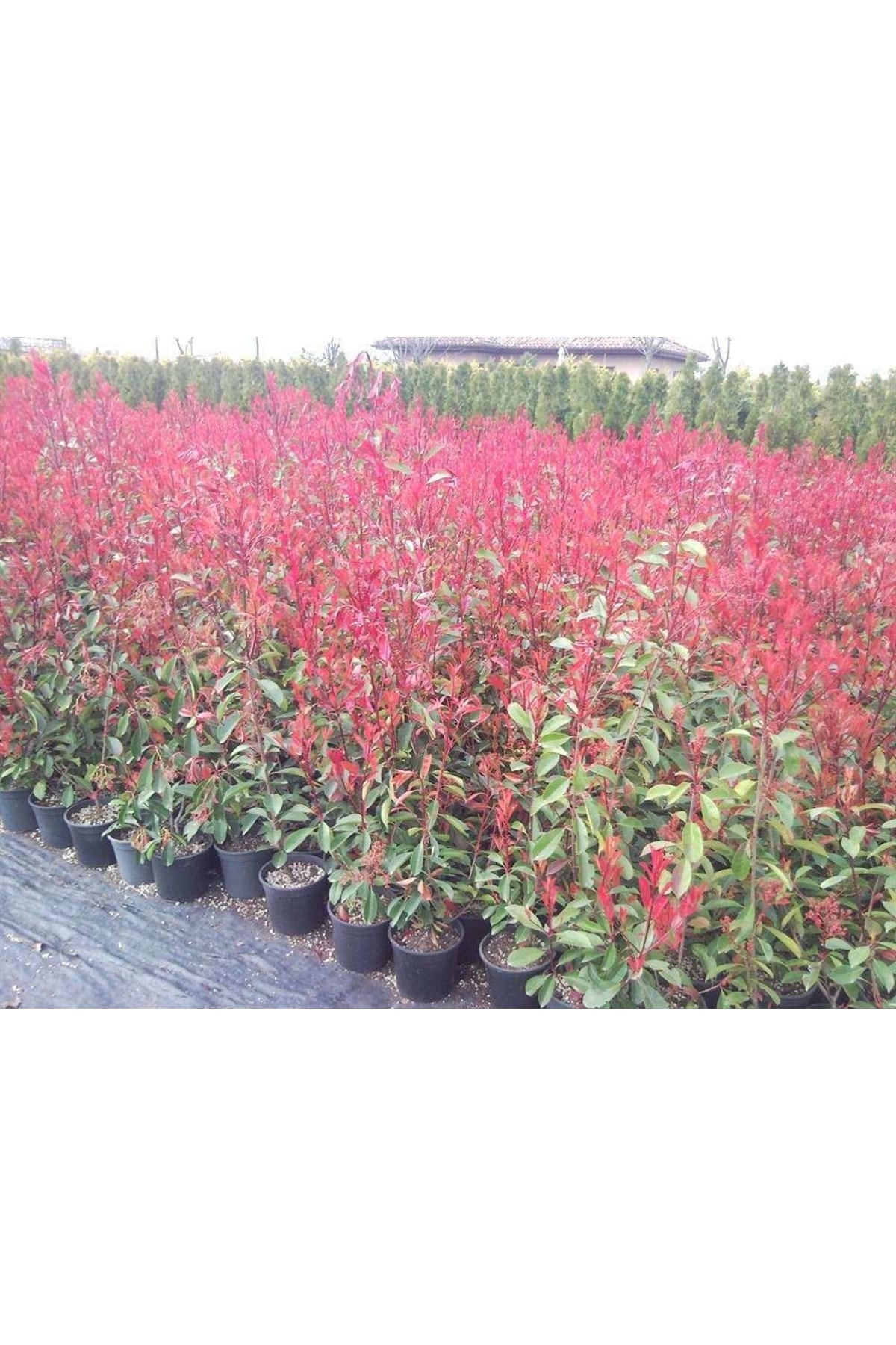 Alev Ağacı 40 - 60 Cm Boyunda