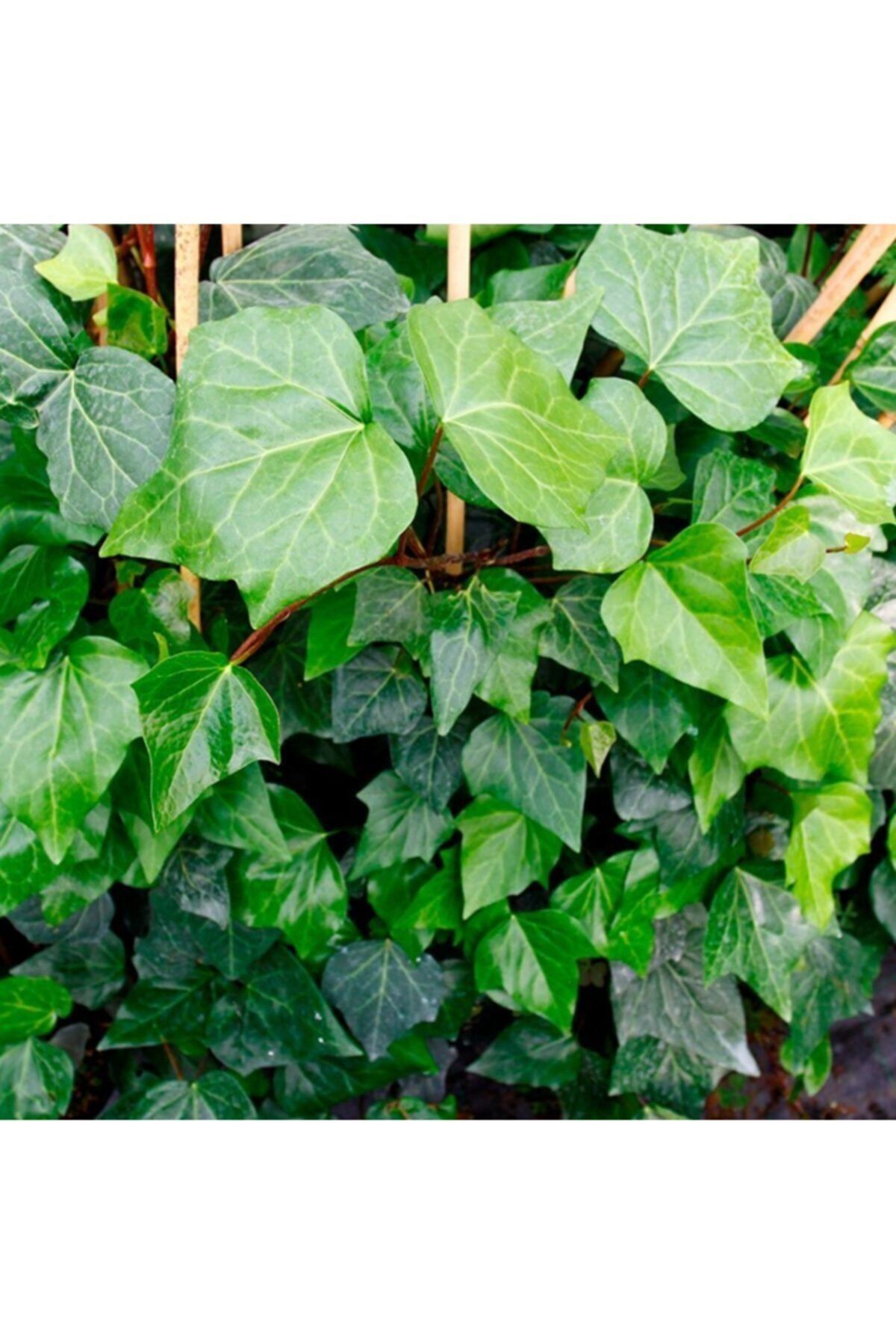 Kaya Sarmaşığı - Hedera Duvar Sarmaşığı Fidanı