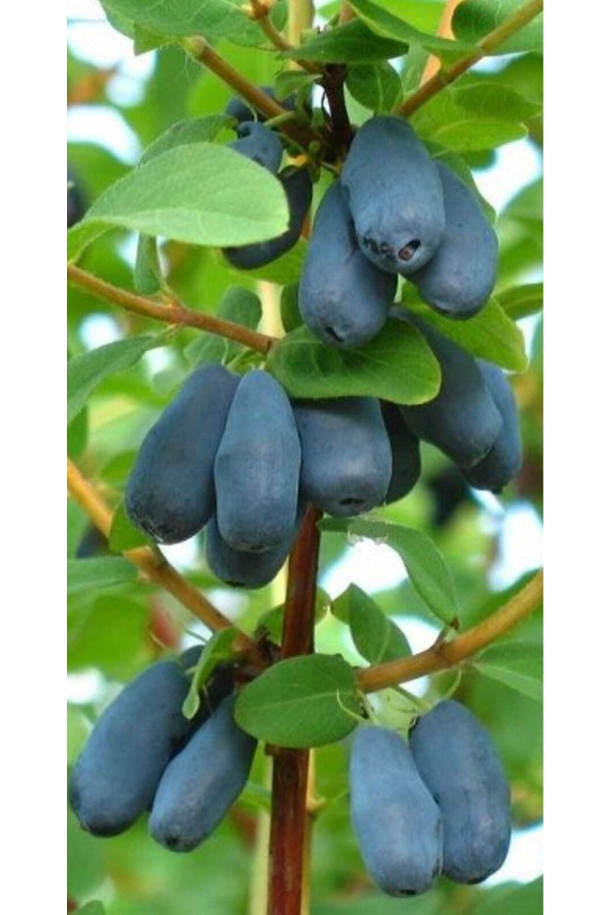 Bal Yemişi Fidanı Lonicera Caerulea Honeyberry,