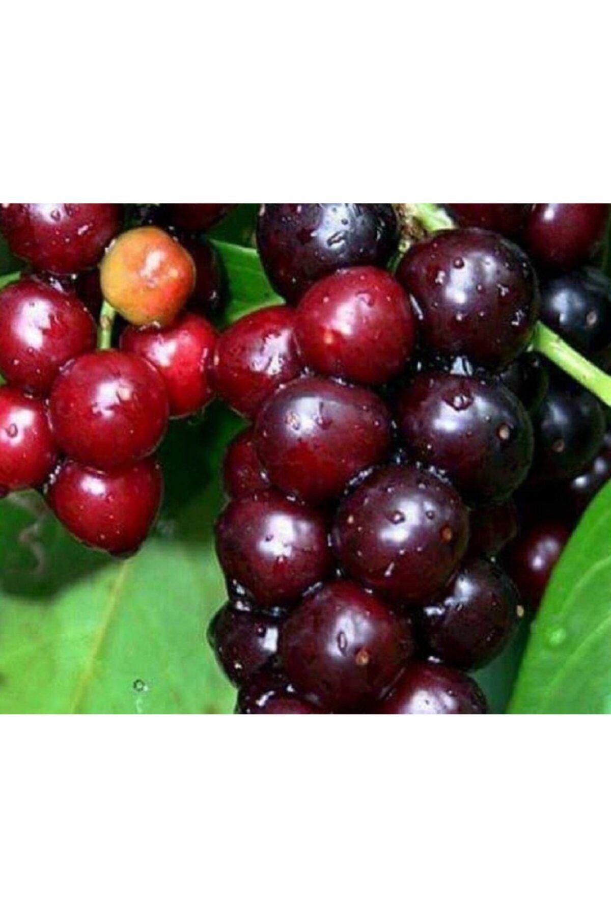 Tüplü Laz Kirazı Karayemiş Fidanı (40-60 Cm)