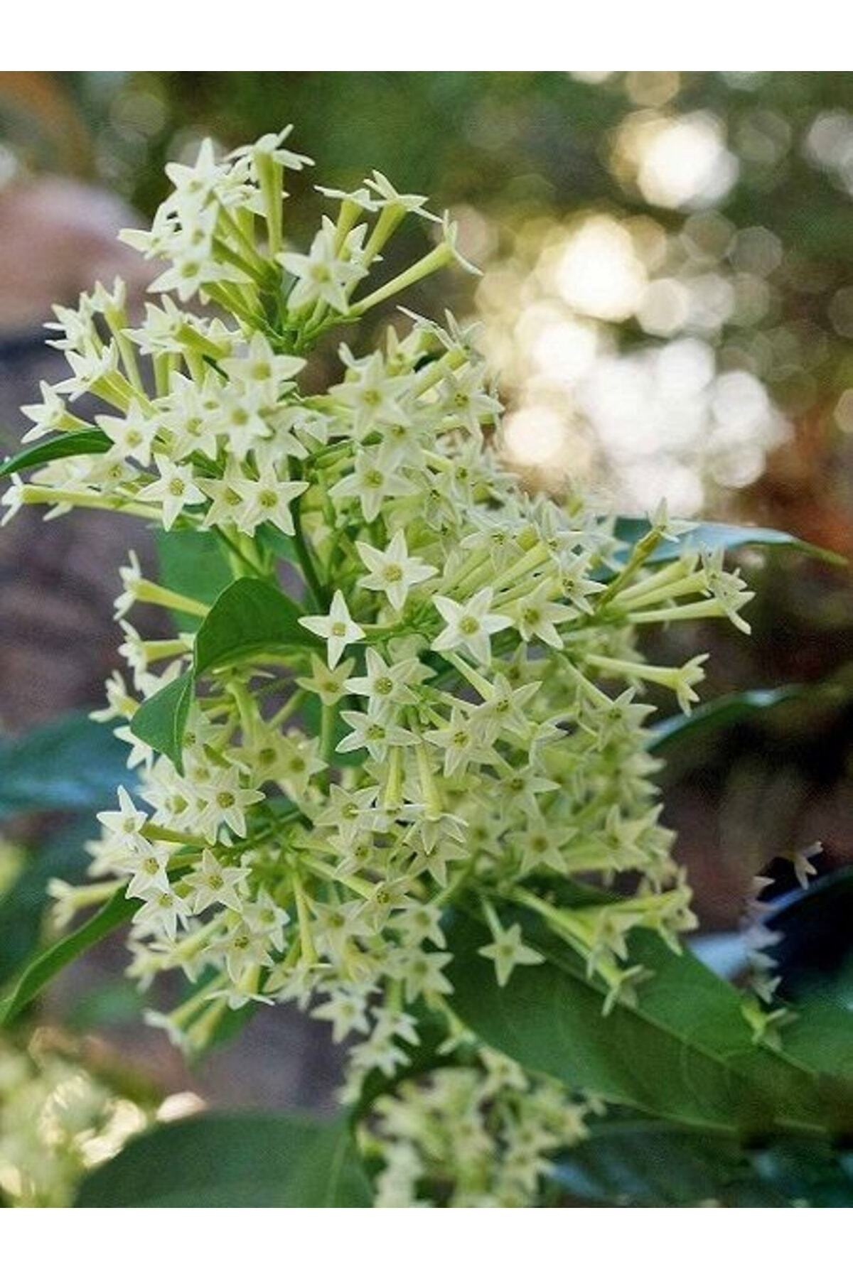 Saksıda Kokulu Melisa Çiçeği (kolanya Çiçeği)