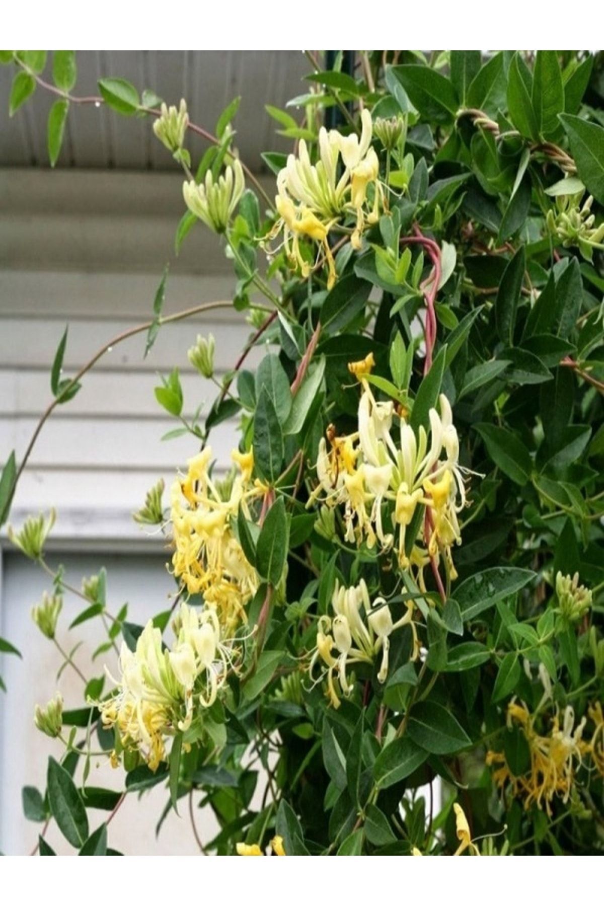 Tüplü Kokulu Lonicera Caprifolium Hanımeli Çiçeği (50-70 Ebatında)