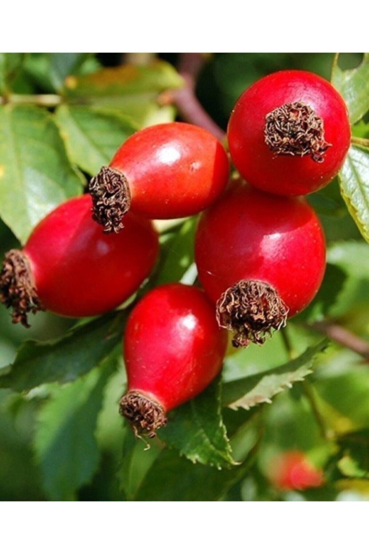 Iri Taneli Yediveren Kuşburnu Fidanı (açıkköklü)