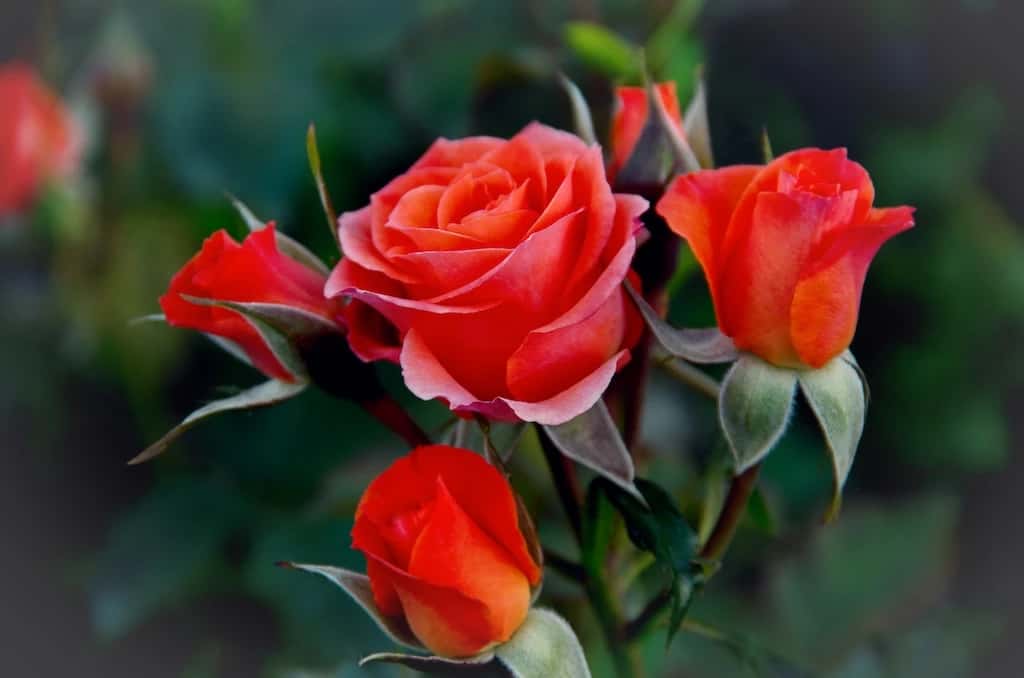 Gül (Rosa)