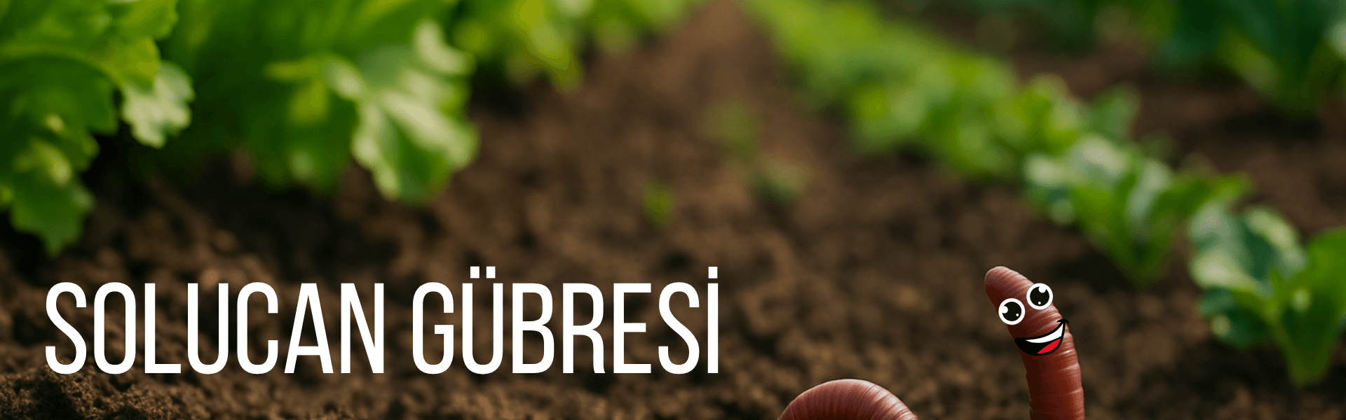 Solucan Gübresi