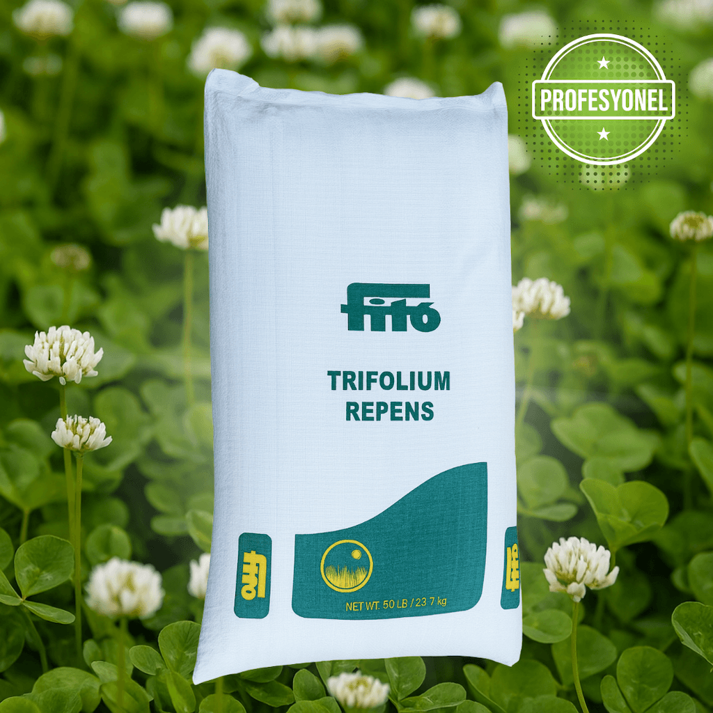 Fito Trifolium repens (White Clover) – Profesyonel Beyaz Üçgül Çim ve Yer Örtücü Tohum (25 Kg)