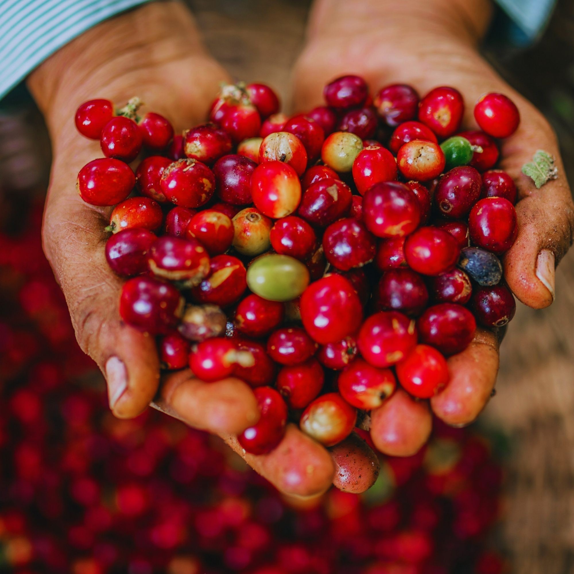 Kenya Nyeri