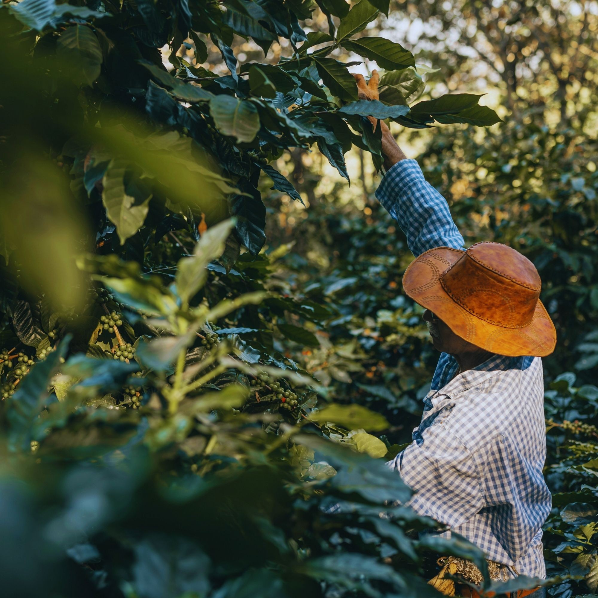 Kenya Nyeri